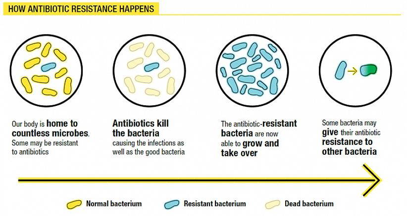 נבחן מהי עמידות לאנטיביוטיקה
