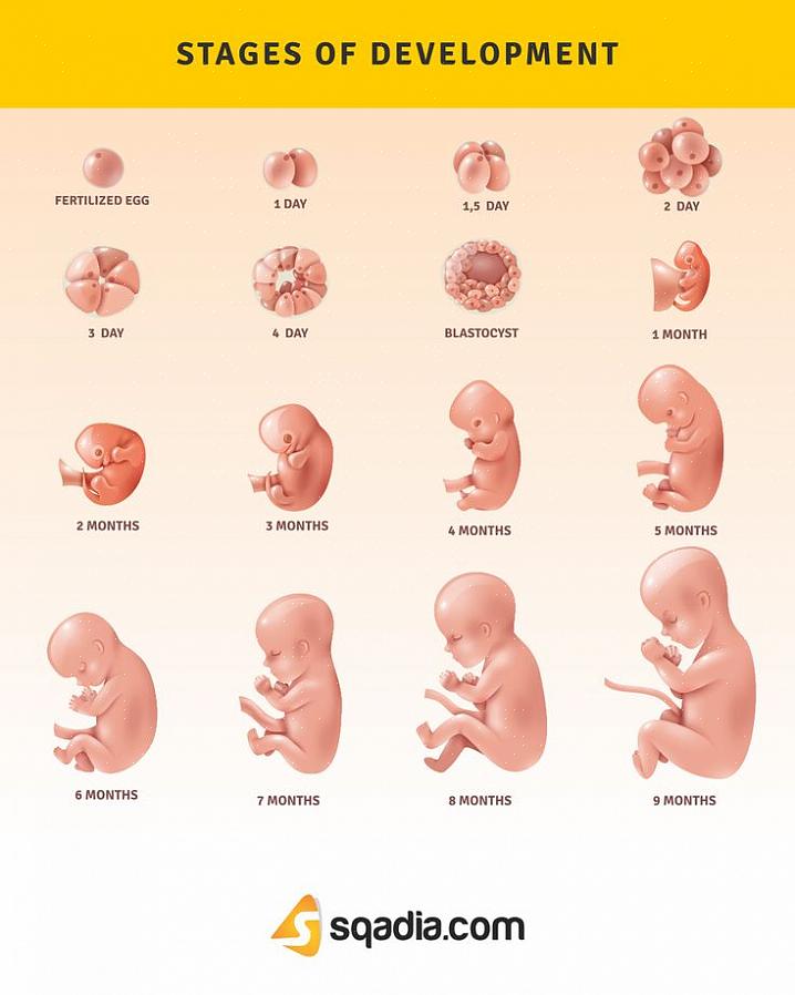 ההתפתחות של תינוקך ברחם היא באמת מדהימה