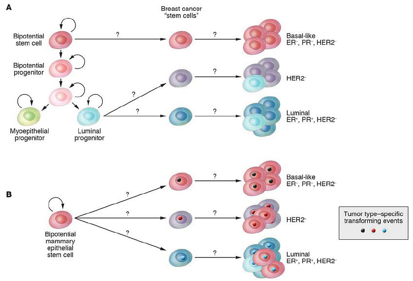 הביולוגיה של סרטן השד קובעת סיווג של הגידולים השונים על סמך קריטריונים שונים