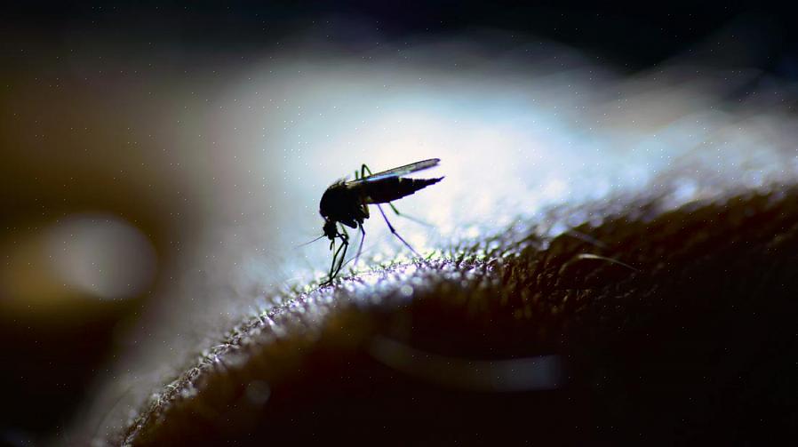 נגיף הנילוס המערבי הוא זיהום שמתפשט דרך עקיצת יתוש נגוע